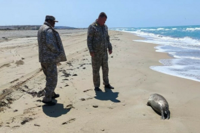 Туши мертвых тюленей обнаружены на побережье Каспия