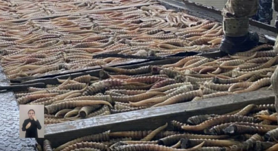 Крупный канал контрабанды дериватов сайги ликвидирован на границе с РФ