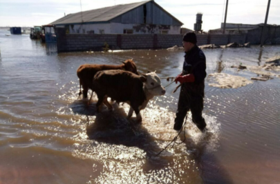 Свыше 41 миллиона тенге выплачено за погибший скот в Актюбинской области