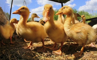Запрет на фуа-гра будет введен в Нью-Йорке
