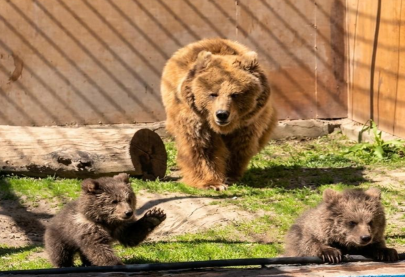 Краснокнижные медвежата родились в зоопарке Алматы