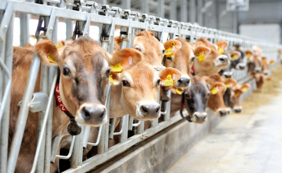 Пять видов субсидирования животноводства исключат в Казахстане