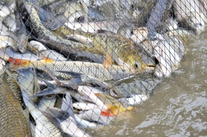 Ущерб в 746 миллионов тенге предотвратила рыбоохранная акция «Бекіре»