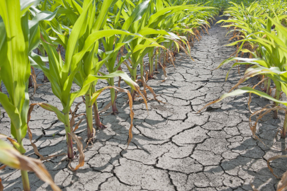 Аномальная жара угрожает сельскому хозяйству Европы