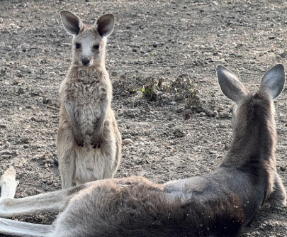 Выбери имя: в Алматинском зоопарке родились три кенгуренка