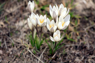 Появление первых подснежников наблюдают жители Шымкента