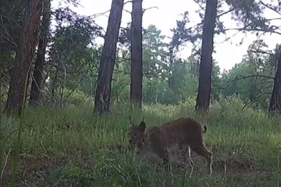 Рысь попала в фотоловушку в заповеднике в Костанайской области