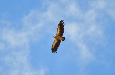 Сотрудников нацпарка в Баянауле подозревают в контрабанде краснокнижных птиц