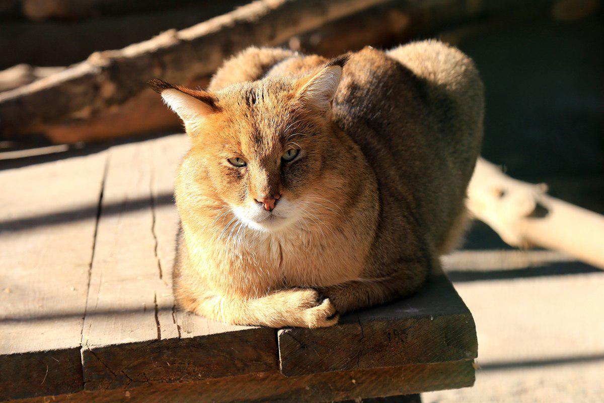 Породы кошек в казахстане