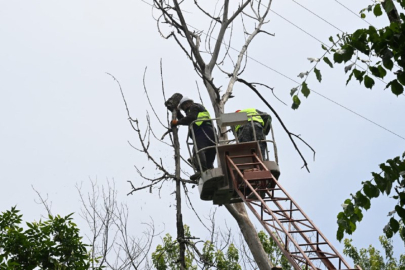 В Алматы проведут санитарную обрезку деревьев 