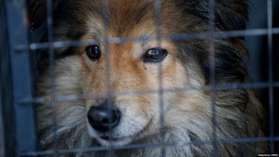 Работа по гуманному регулированию численности бродячих животных проводится в Алматы