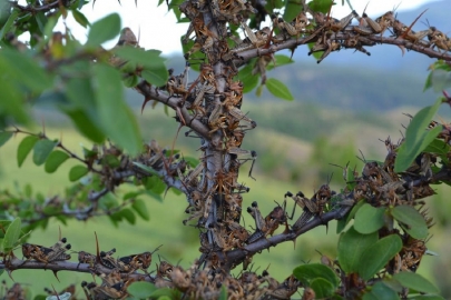 С нашествием саранчи борются в Актюбинской и Костанайской областях 