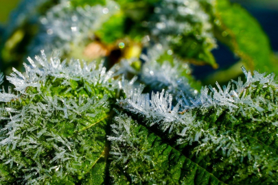 Ночные заморозки ожидаются в области Жетісу