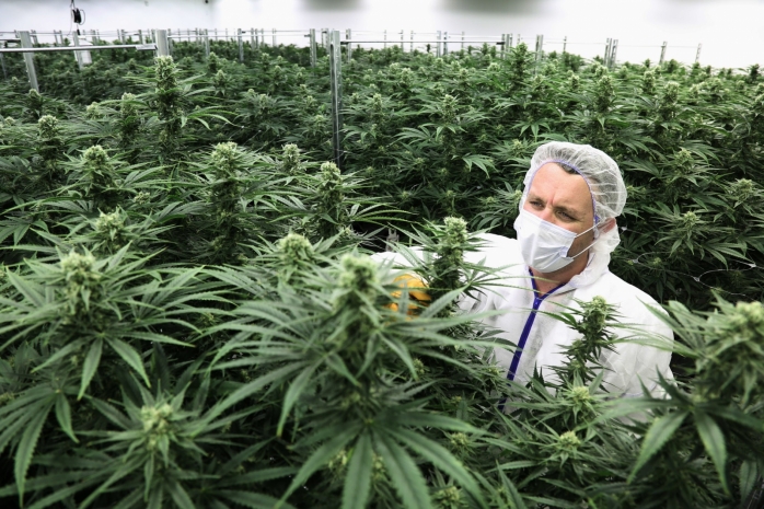 Марихуана в россию лекарственные растения марихуаны