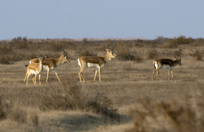Краснокнижных животных подсчитали в Жетысуской области