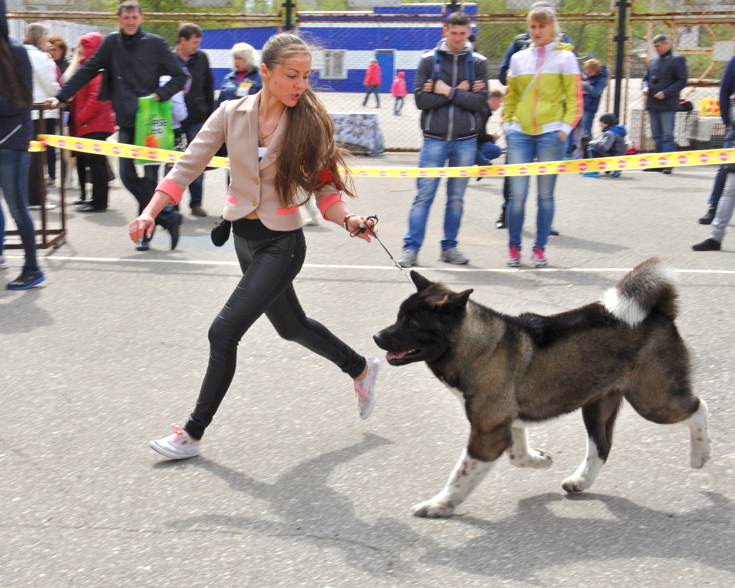 Международная выставка собак прошла в Павлодаре. ФОТО