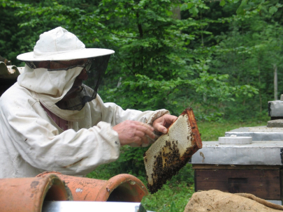 Аналог Tinder для пчеловодов и фермеров запустили в Вене 