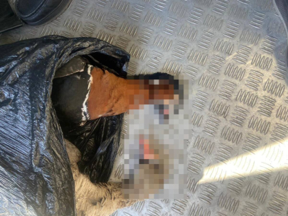 Водитель с тушами редких птиц задержан в Акмолинской области