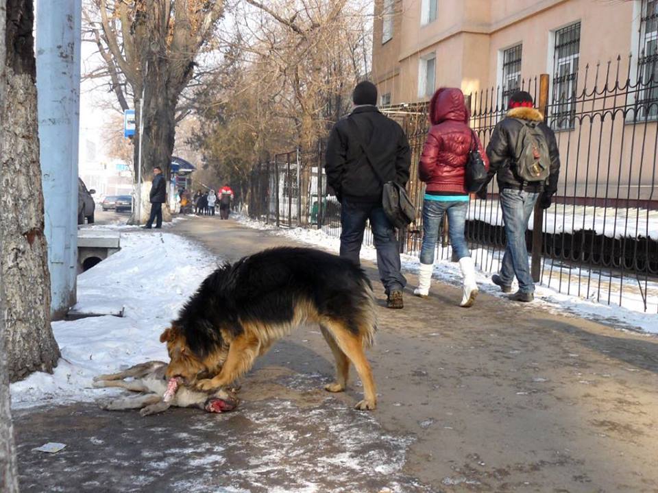 Нападения домашних. Бездомные собаки. Бродячие собаки. Бродячие собаки Казахстан. Истребление бездомных собак.