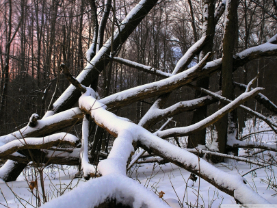 Нарушения в работе лесного хозяйства выявили в Костанайской области