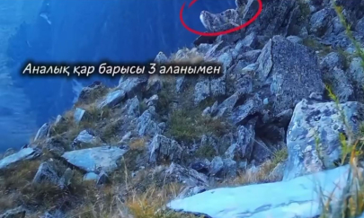 Снежного барса поймали фотоловушки в ВКО