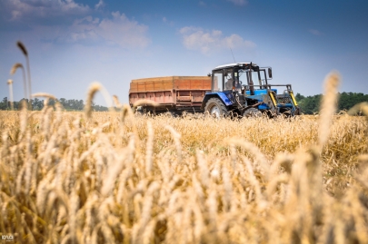 От экспорта зерна частично откажется Беларусь