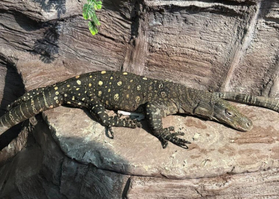Редкий вид гигантских варанов покажут посетителям алматинского зоопарка
