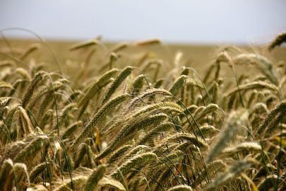 Введение пошлины на экспорт зерна «убьет» АПК Казахстана — эксперты