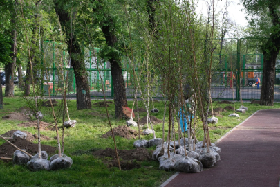 Более 1,6 миллиарда деревьев за четыре года высадили в Казахстане 