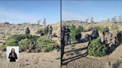 50 двухметровых кустов конопли вырастил житель Жамбылской области