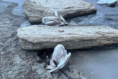 Туши мертвых лебедей обнаружили на побережье жители Актау