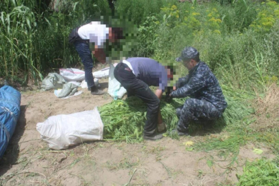 Наркоплантацию с 130 кустами каннабиса ликвидировали в Шымкенте