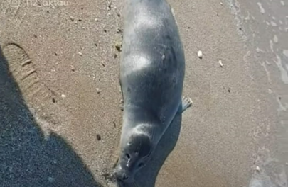 40 трупов тюленей обнаружили на берегу моря в Мангыстау