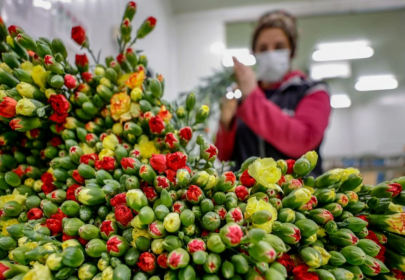 Партию зараженных цветов доставили из Эквадора в Карагандинскую область