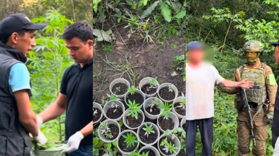 881 куст конопли изъяли у жителя Алматинской области