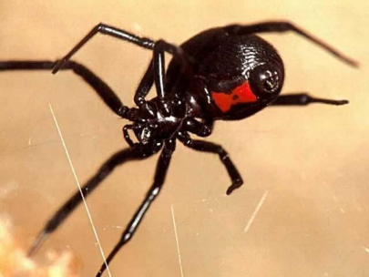 На ядовитых пауков жалуются жители Актау