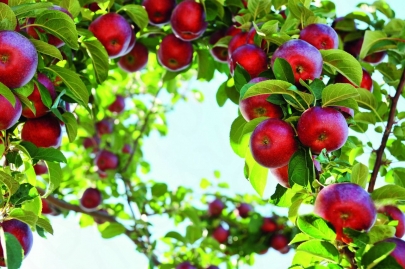 Яблоки отнесли к важнейшим продуктам ежедневного рациона