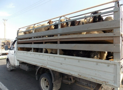 Около 1000 голов скота пытались незаконно вывезти из Казахстана