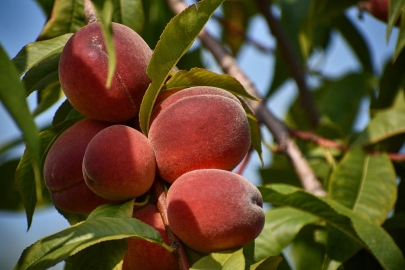 Казахстан будет экспортировать фрукты в Китай