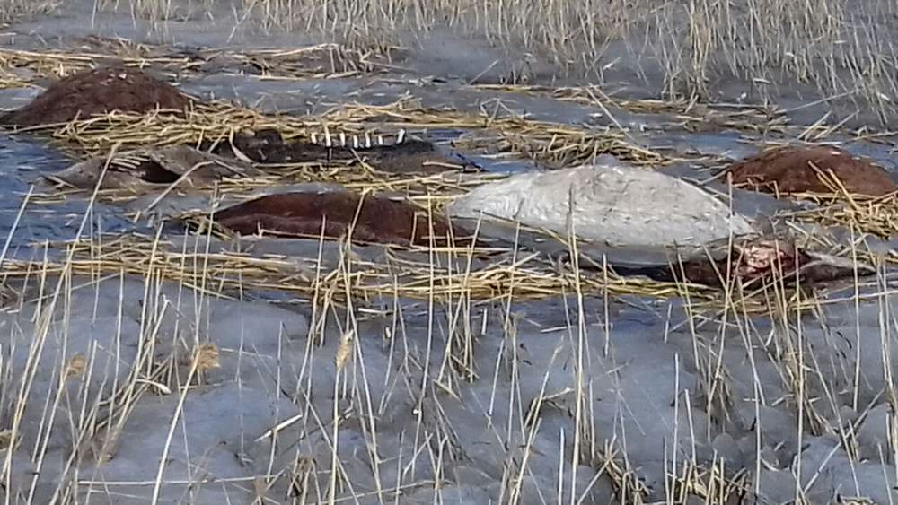 Утонули лошади. Замерзшие лошади в озере. Мёртвые кони застывшие в озере. Замерзшие животные в Казахстане.